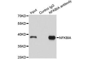 Immunoprecipitation analysis of 150ug extracts of A549 cells using 3ug NFKBIA antibody. (NFKBIA anticorps  (AA 1-317))