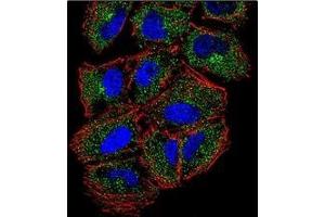 Confocal immunofluorescent analysis of PLCL2 Antibody (C-term) Cat.