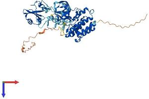 AlphaFold protein structure predicition of Human Recombinant MATK Protein, UniprotID P42679