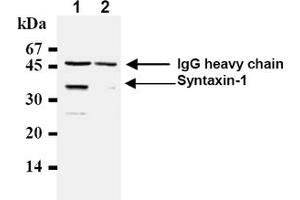 Western Blotting (WB) image for anti-Syntaxin 1A (Brain) (STX1A) antibody (ABIN492371)