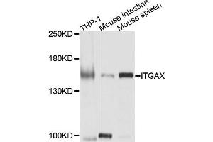 Western blot analysis of extracts of various cells，using CD11C antibody. (CD11c anticorps)