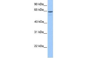 Western Blotting (WB) image for anti-KIAA1958 (KIAA1958) antibody (ABIN2459541) (KIAA1958 anticorps)