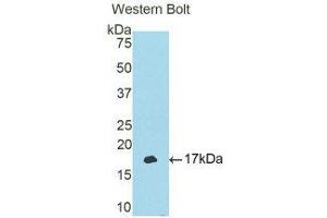 Western Blotting (WB) image for anti-T-Box 3 (TBX3) (AA 107-220) antibody (ABIN1176685) (TBX3 anticorps  (AA 107-220))