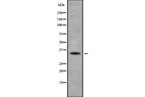 Western blot analysis of OR10Q1 expression in HEK293 cells ,The lane on the left is treated with the antigen-specific peptide. (OR10Q1 anticorps  (C-Term))