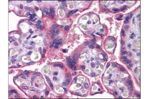 Human Placenta: Formalin-Fixed, Paraffin-Embedded (FFPE) (MFSD2A anticorps  (C-Term))