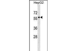 KPNA5 Antibody (N-term) (ABIN1538900 and ABIN2838187) western blot analysis in HepG2 cell line lysates (35 μg/lane). (KPNA5 anticorps  (N-Term))