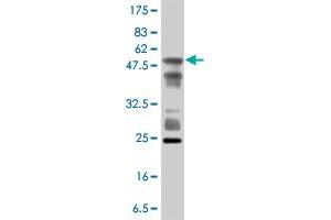 Western Blot detection against Immunogen (53.