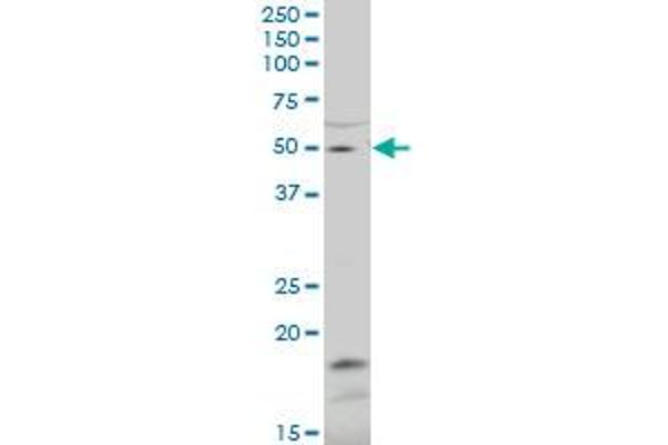ZNF83 anticorps  (AA 1-111)