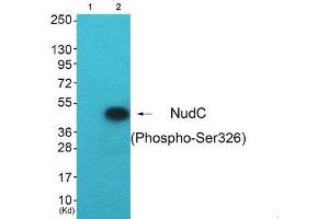 Western blot analysis of extracts from HepG2 cells (Lane 2), using NudC (Phospho-Ser326) Antibody. (NUDC anticorps  (pSer326))