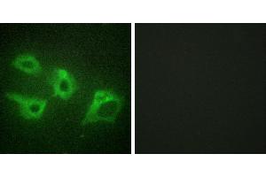 Peptide - +Immunofluorescence analysis of HeLa cells, using CKI-α antibody. (CSNK1A1 anticorps)