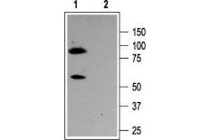 Western blot analysis of rat brain membranes: - 1.