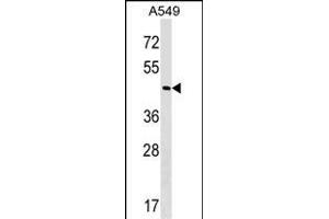 GABPB2 Antibody (Center) (ABIN1538265 and ABIN2849134) western blot analysis in A549 cell line lysates (35 μg/lane). (GABPB2 anticorps  (AA 297-323))