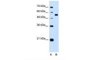 Image no. 1 for anti-Lectin, Mannose-Binding, 1 (LMAN1) (AA 301-350) antibody (ABIN321127)