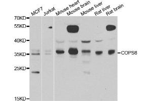 Western blot analysis of extracts of various cell lines, using COPS6 antibody. (COPS6 anticorps)