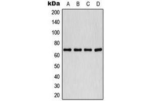 Western blot analysis of PLK1 (pT210) expression in HeLa (A), A549 (B), K562 (C), COLO320 (D) whole cell lysates. (PLK1 anticorps  (pSer210))