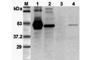 Western blot analysis using anti-FOXP3 (mouse), pAb  at 1:3'000 dilution. (FOXP3 anticorps)
