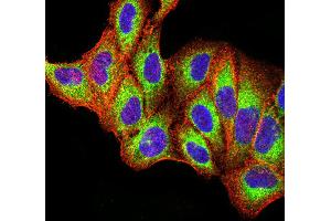 Immunocytochemistry (ICC) image for anti-Toll-Like Receptor 9 (TLR9) (AA 868-1016) antibody (ABIN5896728) (TLR9 anticorps  (AA 868-1016))