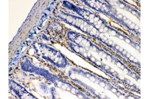 IHC testing of FFPE rat intestine tissue with BAG1 antibody at 1ug/ml.