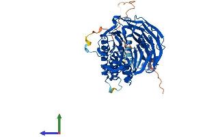 AlphaFold protein structure predicition of Mouse Recombinant Fbxw11 Protein, UniprotID Q5SRY7