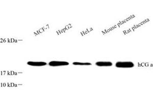 Western blot analysis of CGA (ABIN7073436),at dilution of 1: 1500 (CGA / hCG alpha anticorps)