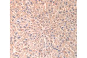 IHC-P analysis of Mouse Liver Tissue, with DAB staining. (Monoamine Oxidase B anticorps  (AA 206-505))
