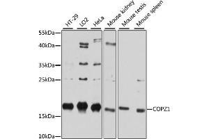 Western blot analysis of extracts of various cell lines, using COPZ1 antibody (ABIN6127709, ABIN6138892, ABIN6138893 and ABIN6215734) at 1:3000 dilution. (COPZ1 anticorps  (AA 1-177))