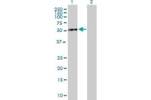 Western Blot analysis of DPP7 expression in transfected 293T cell line by DPP7 MaxPab polyclonal antibody. (DPP7 anticorps  (AA 1-492))