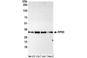 Western Blotting (WB) image for anti-Polymerase (RNA) II (DNA Directed) Polypeptide C, 33kDa (POLR2C) (AA 225-275) antibody (ABIN7454959)