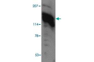 Western blot analysis of AMBRA1 in human heart tissue lysate with AMBRA1 polyclonal antibody  at (A) 0. (AMBRA1 anticorps  (C-Term))