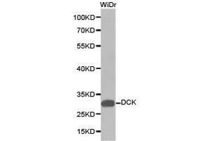 Western Blotting (WB) image for anti-Deoxycytidine Kinase (DCK) antibody (ABIN1872208) (DCK anticorps)