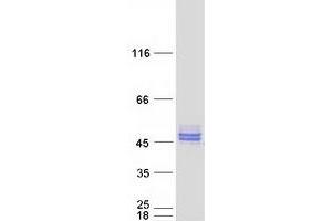 Validation with Western Blot