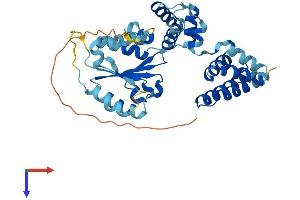 AlphaFold protein structure predicition of Human Recombinant RFC4 Protein, UniprotID P35249