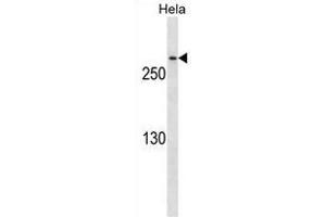 CDK5R Antibody ABIN1540007 western blot analysis in Hela cell line lysates (35 μg/lane). (CDK5RAP2 anticorps)