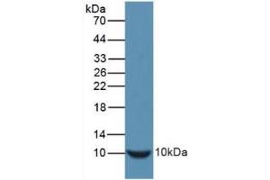 Western blot analysis of recombinant Mouse INS. (Insulin anticorps  (AA 25-54, AA 90-110))