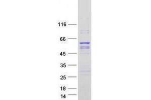Validation with Western Blot (PIK3R3 Protein (Transcript Variant 2) (Myc-DYKDDDDK Tag))