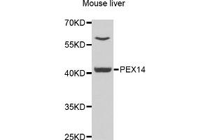 Western blot analysis of extracts of mouse liver, using PEX14 antibody (ABIN5975501) at 1/1000 dilution. (PEX14 anticorps)