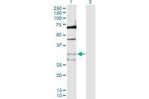 Western Blot analysis of PPIE expression in transfected 293T cell line by PPIE MaxPab polyclonal antibody. (PPIE anticorps  (AA 1-301))