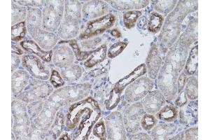 Immunohistochemistry of paraffin-embedded mouse kidney using ITGAV antibody.