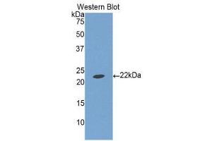 Western Blotting (WB) image for anti-Insulin-Like Growth Factor Binding Protein 1 (IGFBPI) (AA 112-262) antibody (ABIN1859303) (IGFBPI anticorps  (AA 112-262))