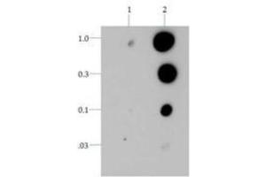 Dot Blot of Rabbit Histone H3 [p Thr6] Antibody.