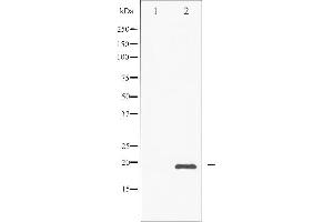 Western blot analysis of CHOP phosphorylation expression in PMA treated Jurkat whole cell lysates,The lane on the left is treated with the antigen-specific peptide. (DDIT3 anticorps  (pSer30))