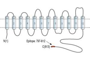 Representative domain view of the target of ABIN7043757.