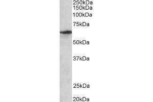 ABIN870684 (0. (SLC47A2 anticorps  (Internal Region))