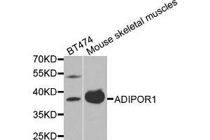 Western blot analysis of extracts of BT474 and mouse skeletal muscles cells, using ADIPOR1 antibody. (Adiponectin Receptor 1 anticorps)
