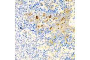 Immunohistochemistry of paraffin-embedded mouse spleen using PROK2 antibody (ABIN5975051) at dilution of 1/100 (40x lens). (PROK2 anticorps)