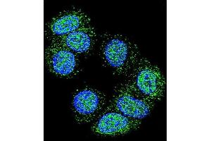 Confocal immunofluorescent analysis of EEF1A1 Antibody (C-term) (ABIN390521 and ABIN2840873) with MCF-7 cell followed by Alexa Fluor 488-conjugated goat anti-rabbit lgG (green).