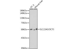 Western blot analysis of extracts of various cell lines, using SLC22/OCT3 Rabbit mAb (ABIN7269107) at 1:1000 dilution. (SLC22A3 anticorps)