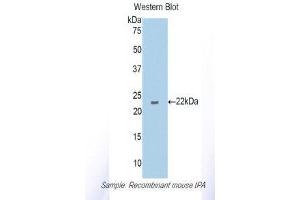 Western Blotting (WB) image for anti-Plasminogen Activator, Tissue (PLAT) (AA 359-532) antibody (ABIN1173029) (PLAT anticorps  (AA 359-532))