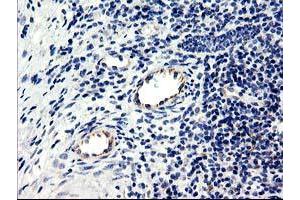 Image no. 5 for anti-Centromere Protein H (CENPH) antibody (ABIN1497471) (CENPH anticorps)