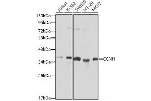 Western blot analysis of extracts of various cell lines using CCNH Polyclonal Antibody. (Cyclin H anticorps)